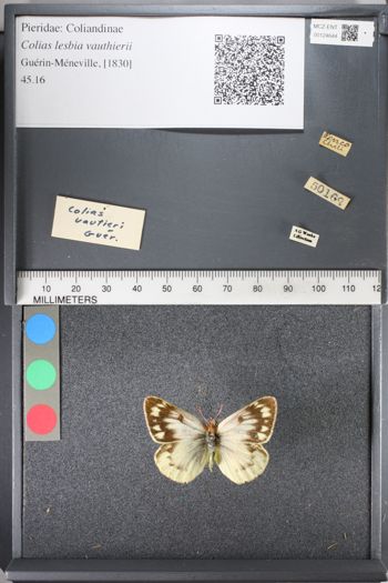Media type: image;   Entomology 124644